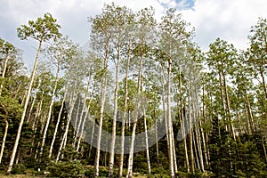 Aspen grove near Kebler Pass