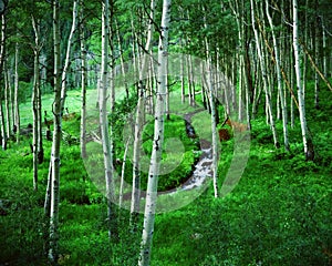 Aspen Grove Ranch, Maroon Bells, Colorado