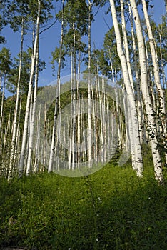 Aspen grove in Rocky Mountains