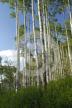 Aspen grove in Rocky Mountains