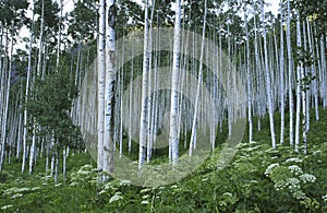 Aspen grove in Rocky Mountains