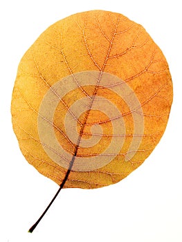 Aspen leaf.