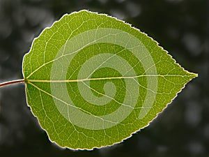 Aspen Leaf