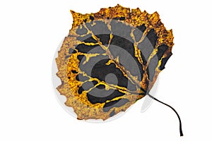 Aspen leaf in autumn colors, isolated on white background