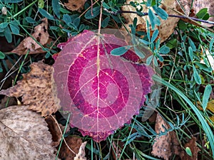 Aspen leaf in autumn on the ground. Leaf changing colors with green, yellow, orange, purple, red. Changing seasons