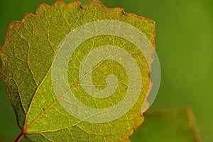 Aspen leaf-green background