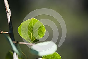 Aspen Leaf