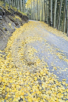 Aspen Leaf Litter photo