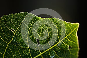 Aspen Leaf Macro