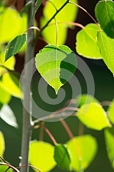 Aspen Leaf with Shadow