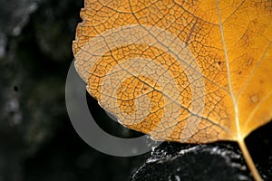 Aspen leaf skeleton