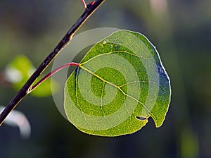 Aspen leaf with veins