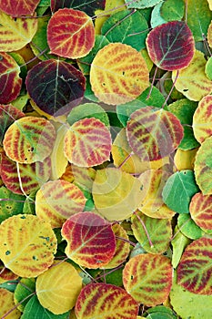 Aspen Leaves