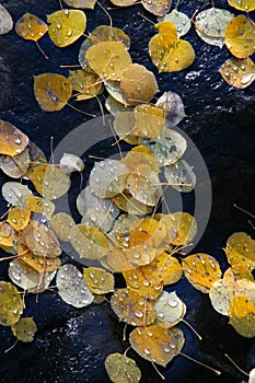 Aspen leaves on black rock