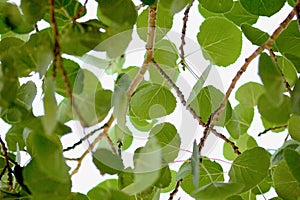 Aspen leaves blur background texture
