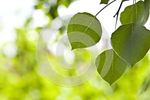 Aspen Leaves with Blurred Background