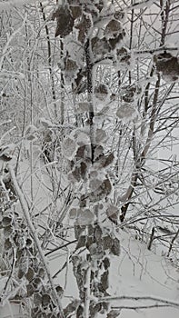 Aspen leaves in hoarfrost. Cold weahter in winter.