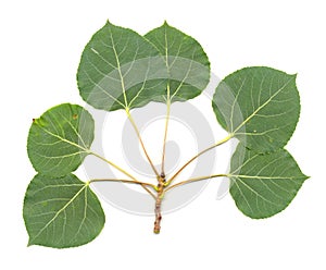 Aspen Leaves isolated