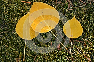 Aspen leaves in moss