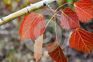 Aspen leaves. Red leaf of aspen