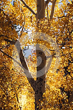 Autumn Aspen Trees in Rocky Mountain National Park Colorado photo