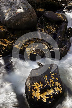 Aspen leaves on shore in fall