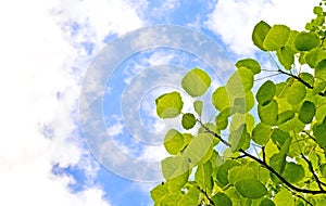 Aspen leaves on sky background