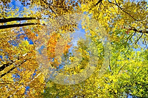Aspen and maple treetops, autumn