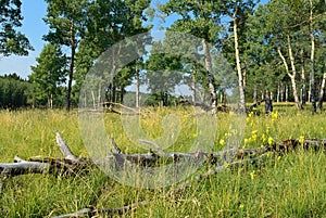 Aspen Meadow