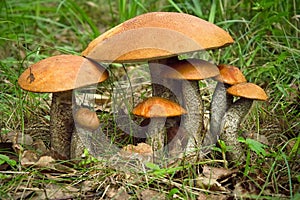 Aspen mushroom family. Large and small mushrooms