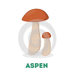 Aspen mushroom. Food from the forest, fresh fungus