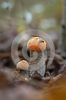 Aspen mushroom. Leccinum albostipitatum. Orange-cap boletus. Forest edible mushroom