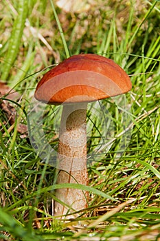 Aspen mushroom. Orange-cap boletus.