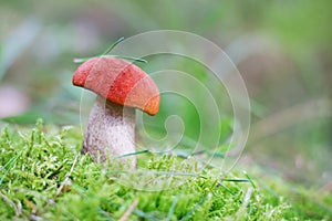 Aspen mushroom or orange-cap boletus in the autumn forest moss