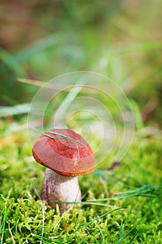Aspen mushroom or orange-cap boletus in the autumn forest moss