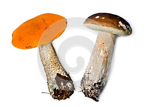 Aspen mushroom( red mushroom) and Mushrooms