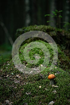 Aspen mushroom on a stump in the moss