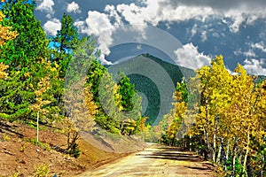 Aspen and Pine Lined Mountain Dirt Road photo