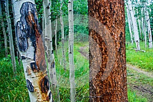 Aspen and Ponderosa Pine Trees Close up