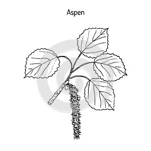 Aspen Populus tremula