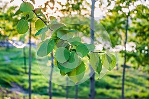 Aspen Populus tremula branch in spring photo