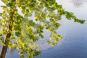 Aspen Populus tremula branches over the water in spring photo