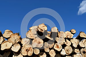 Aspen (Populus Tremuloides) Pulp Pile