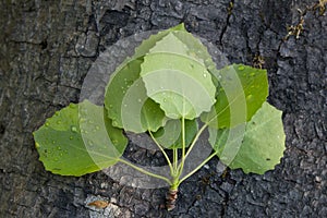 Aspen`s leaves on a tree trunk
