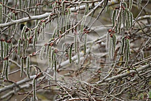 Aspen seeds