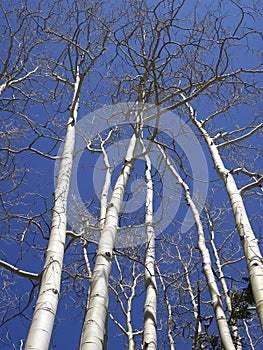 Aspen Stems