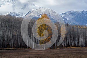 Aspen Stems in Autumn - Hudson Bay Mountain