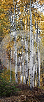 Aspen Upright Panorama