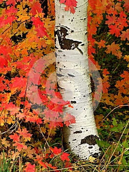 Aspen Tree