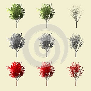 Aspen tree 3d rendering isolated for landscape designer.